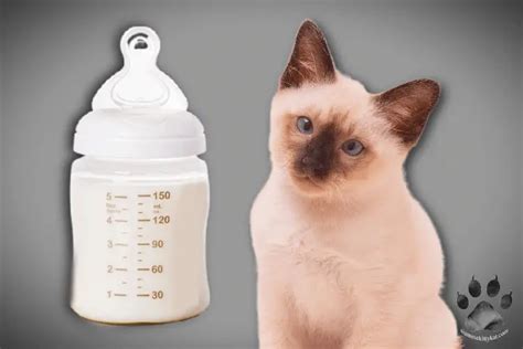 cat food for siamese cats|what to feed siamese cats.